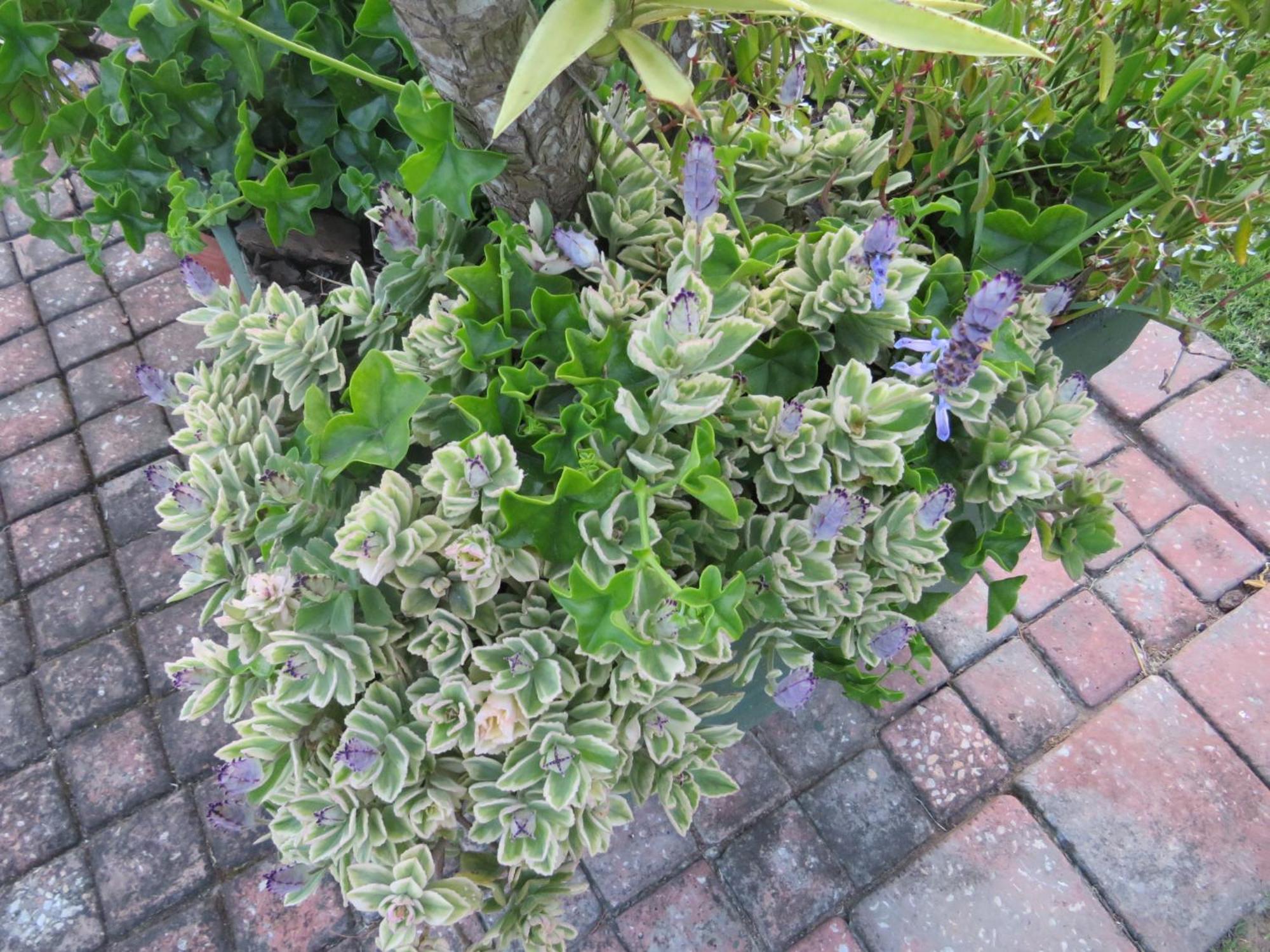 Whistlewood Guesthouse Walmer, Port Eizabeth Port Elizabeth Buitenkant foto