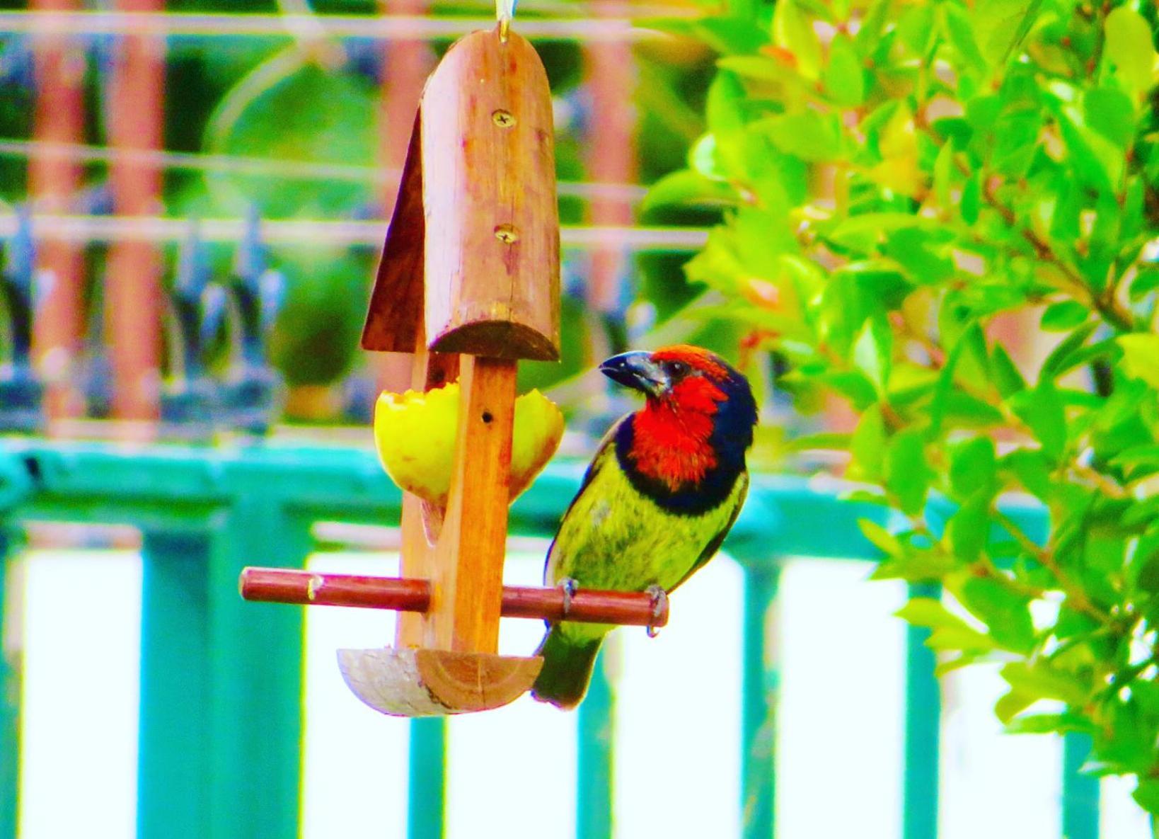 Whistlewood Guesthouse Walmer, Port Eizabeth Port Elizabeth Buitenkant foto