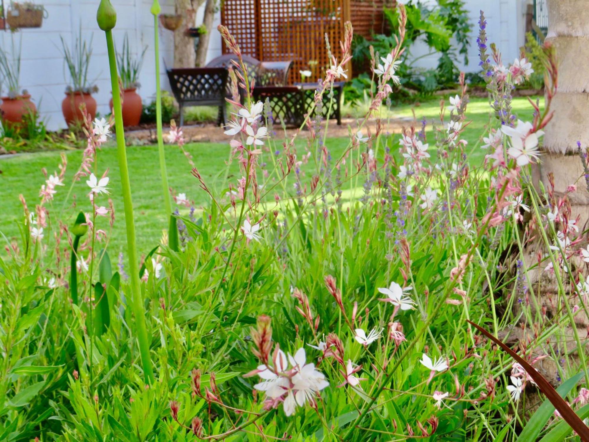 Whistlewood Guesthouse Walmer, Port Eizabeth Port Elizabeth Buitenkant foto