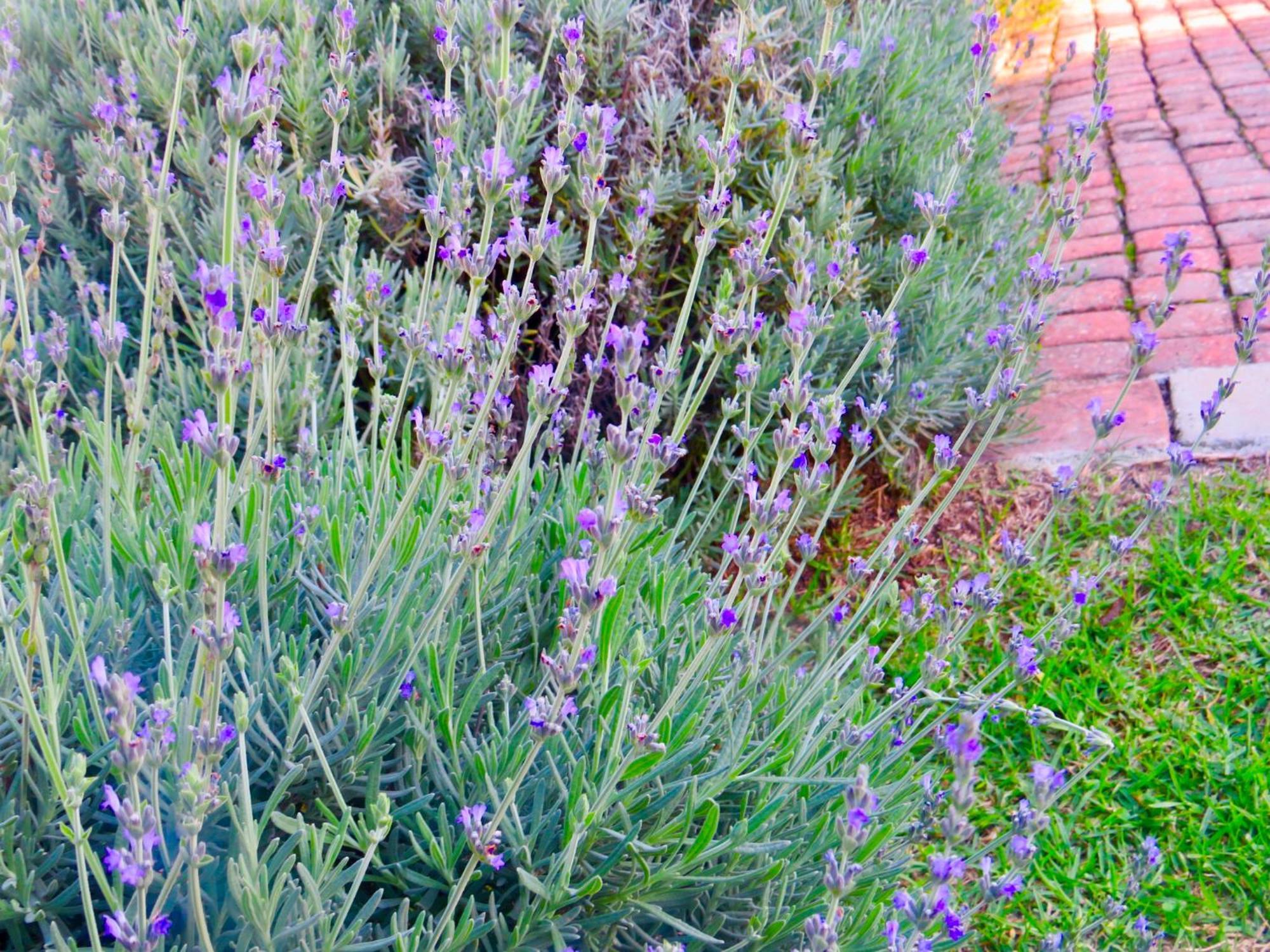 Whistlewood Guesthouse Walmer, Port Eizabeth Port Elizabeth Buitenkant foto